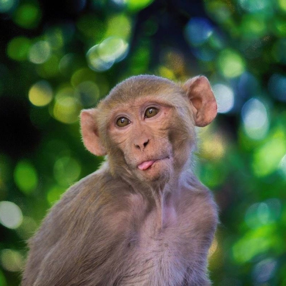 Macacos são capazes de reconhecer os próprios batimentos cardíacos