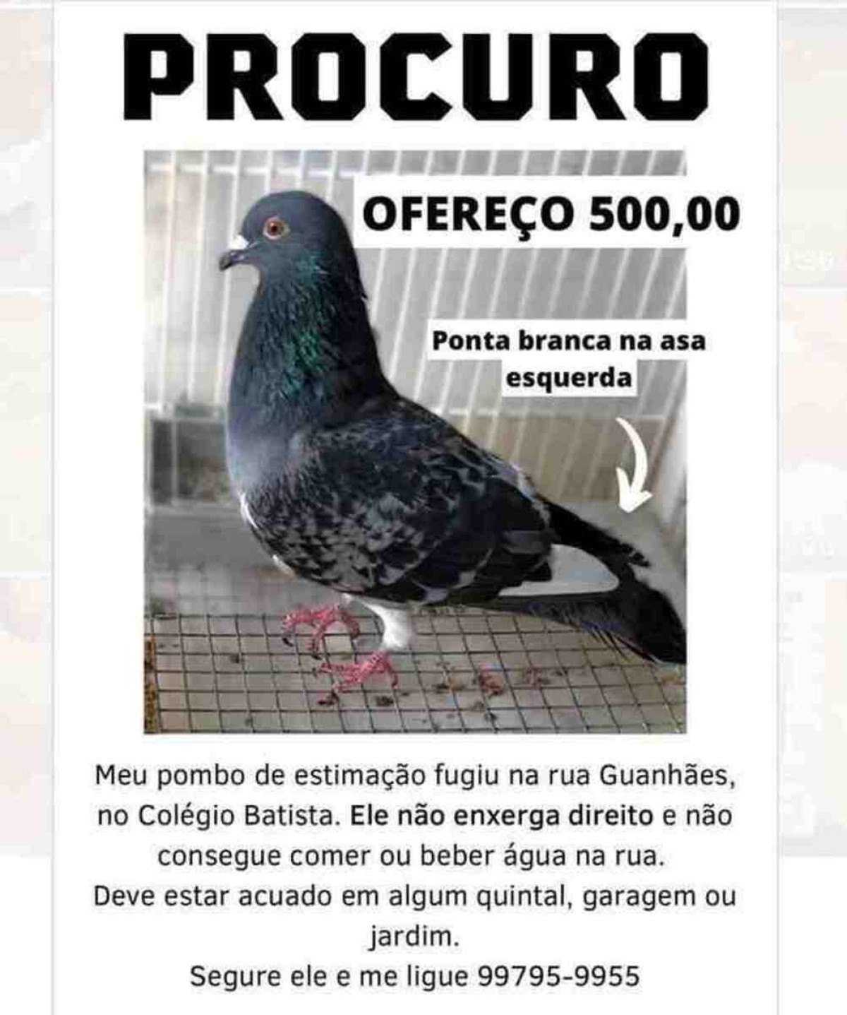 Pombo procurado