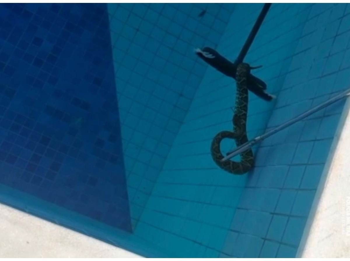 Cobra cascavel é resgatada em piscina no Park Way; veja vídeo