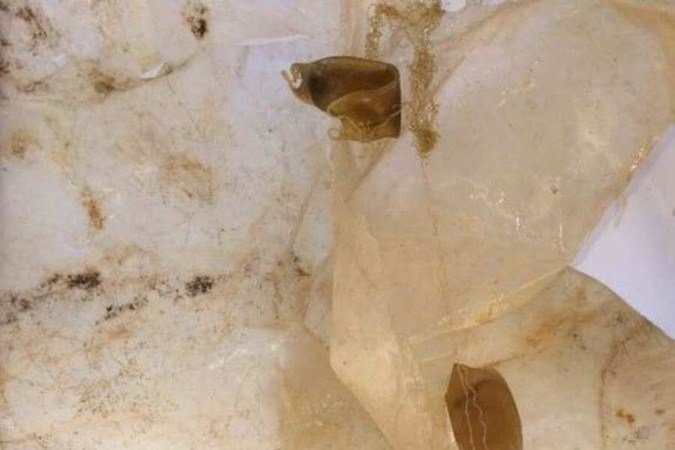 Ovos de tubarão-gato presos em plástico: migração perigosa 