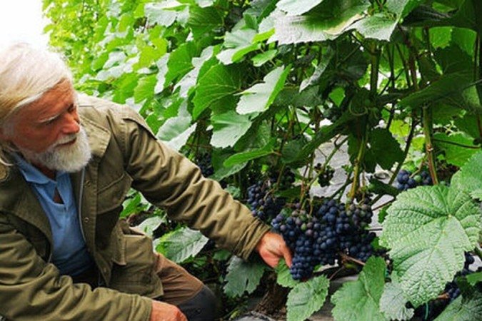 (crédito: Slinde Vineyard) (crédito: Slinde Vineyard)