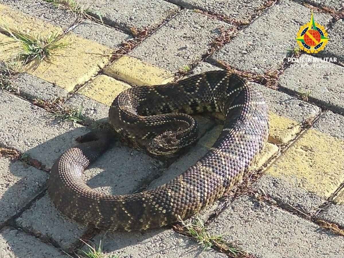 O animal estava escondido em uma moita de mato seco