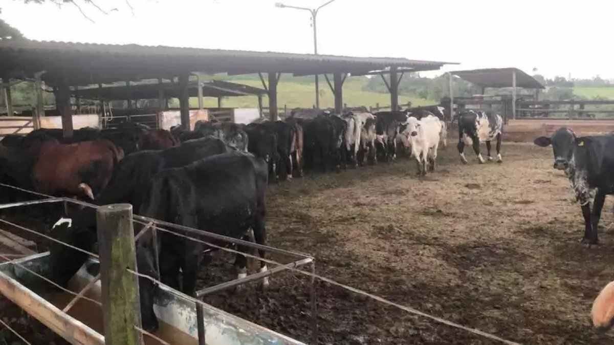 Ladrões entram em curral, matam vaca e levam só a carne do animal 