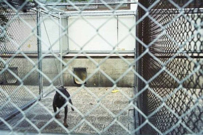 Animal foi encontrado com sinais de desnutrição (foto ilustrativa) -  (crédito: Andreas Bohnenstengel/Wikimedia Commons)