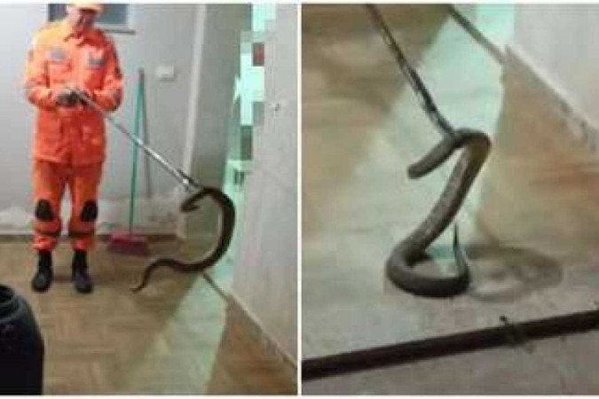 Captura da cascavel aconteceu no fim da noite de terça-feira (26/4), no Bairro Nova Floresta, em Guaxupé, no Sul de Minas - (crédito: Corpo de Bombeiros/Divulgação) Captura da cascavel aconteceu no fim da noite de terça-feira (26/4), no Bairro Nova Floresta, em Guaxupé, no Sul de Minas - (crédito: Corpo de Bombeiros/Divulgação)