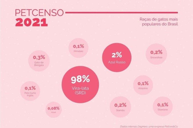  2022. Crédito: DogHero/Divulgação. Revista. Bichos. Dados das raças de gatos mais populares do PetCenso 2021, feitos pela DogHero.