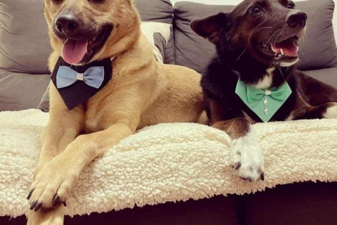 Bambino e Rogerinho, vira-latas que contam com centenas de seguidores nas redes -  (crédito: ViraLataCaramelo/Instagram)