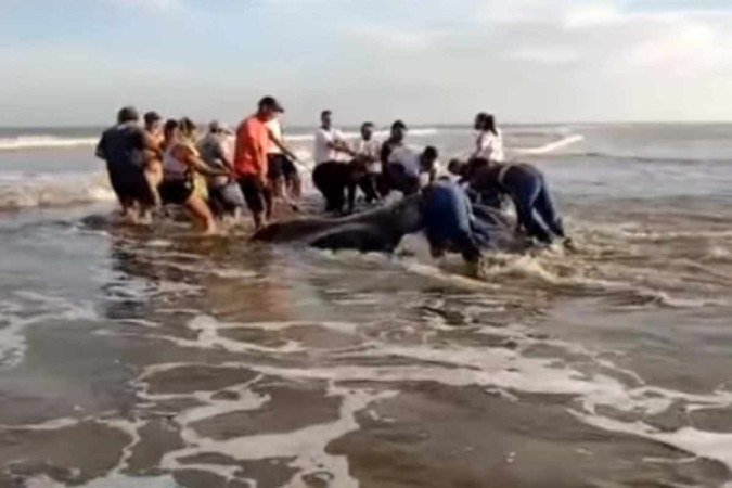Raia manta encalha em praia de SP e recebe ajuda para retornar ao mar - (crédito: Reprodução/Letícia Soares/Material cedido ao IPeC) Raia manta encalha em praia de SP e recebe ajuda para retornar ao mar - (crédito: Reprodução/Letícia Soares/Material cedido ao IPeC)
