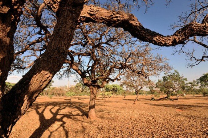 Dia Nacional da Caatinga: bioma ocupa cerca de 11% do território - (crédito: ELZA_FIUZA -ABr) Dia Nacional da Caatinga: bioma ocupa cerca de 11% do território - (crédito: ELZA_FIUZA -ABr)