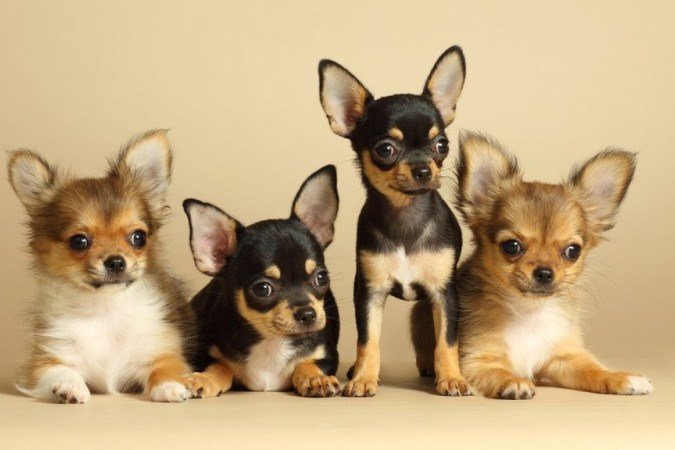 Chihuahuas: pesquisa indica que eles vivem em média 7,9 anos, mas alguns podem ultraar essa idade em vários anos - (crédito: Getty Images) Chihuahuas: pesquisa indica que eles vivem em média 7,9 anos, mas alguns podem ultraar essa idade em vários anos - (crédito: Getty Images)