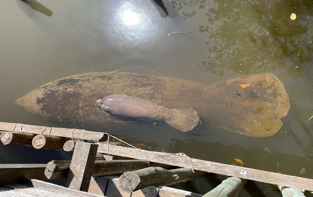 Nasce 1º filhote de peixe-boi em recinto de aclimatação em AL