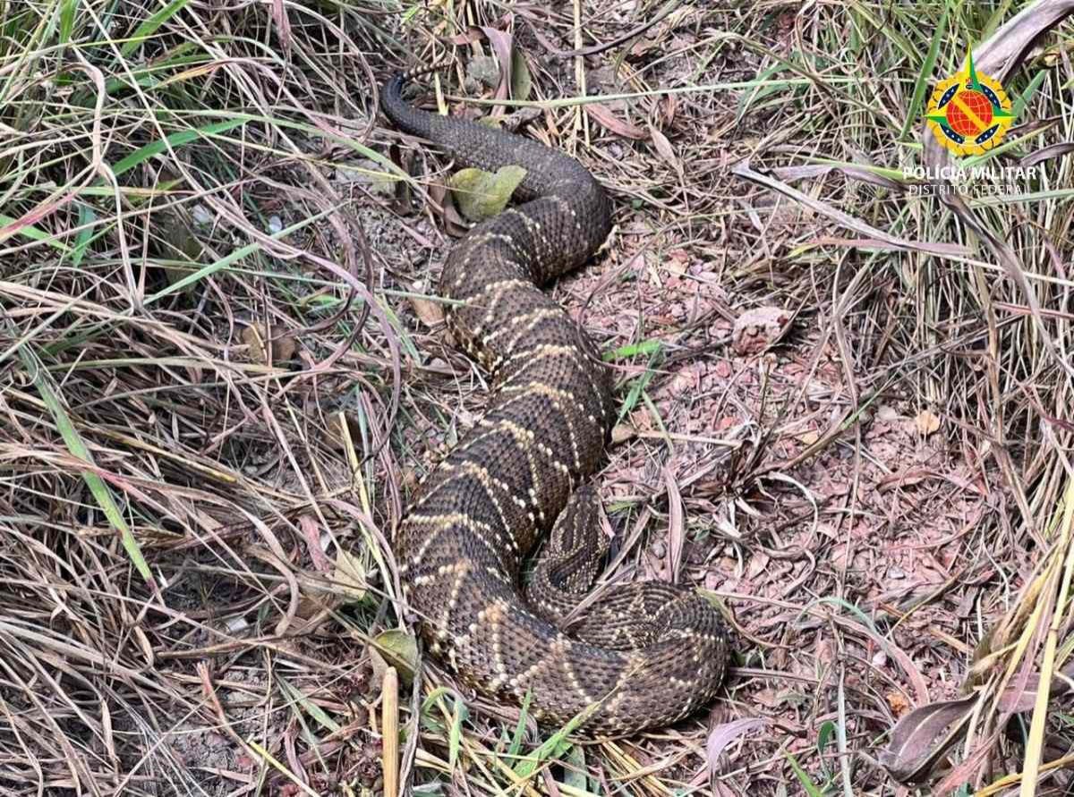 Polícia resgata serpente e porco espinho neste domingo. Veja vídeo