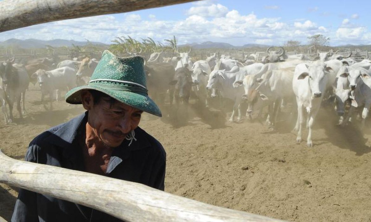 Vacinação contra aftosa será suspensa em seis estados e no DF 