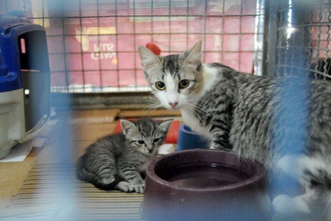 São 19 gatos disponíveis para adoção na Diretoria de Vigilância Ambiental de Zoonoses do DF. - (crédito: Lúcio Bernardo Jr/Agência Brasília) São 19 gatos disponíveis para adoção na Diretoria de Vigilância Ambiental de Zoonoses do DF. - (crédito: Lúcio Bernardo Jr/Agência Brasília)