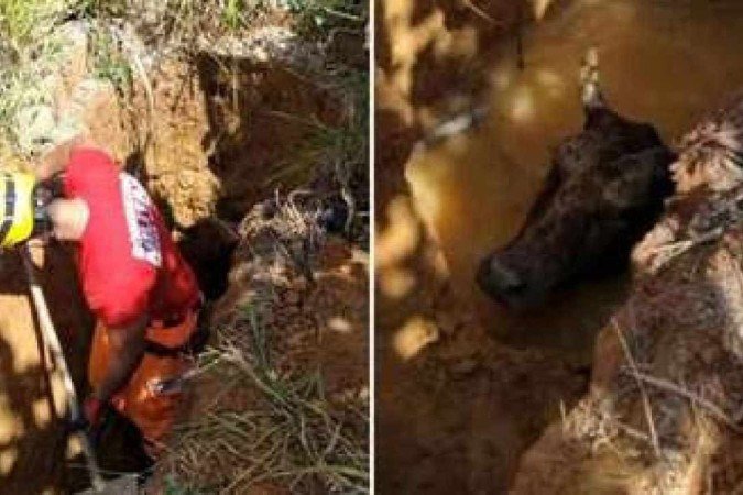 Bombeiros resgataram vaca que ficou atolada em poço na área rural de Ubá, na Zona da Mata de Minas Gerais - (crédito: Corpo de Bombeiros/Divulgação) Bombeiros resgataram vaca que ficou atolada em poço na área rural de Ubá, na Zona da Mata de Minas Gerais - (crédito: Corpo de Bombeiros/Divulgação)
