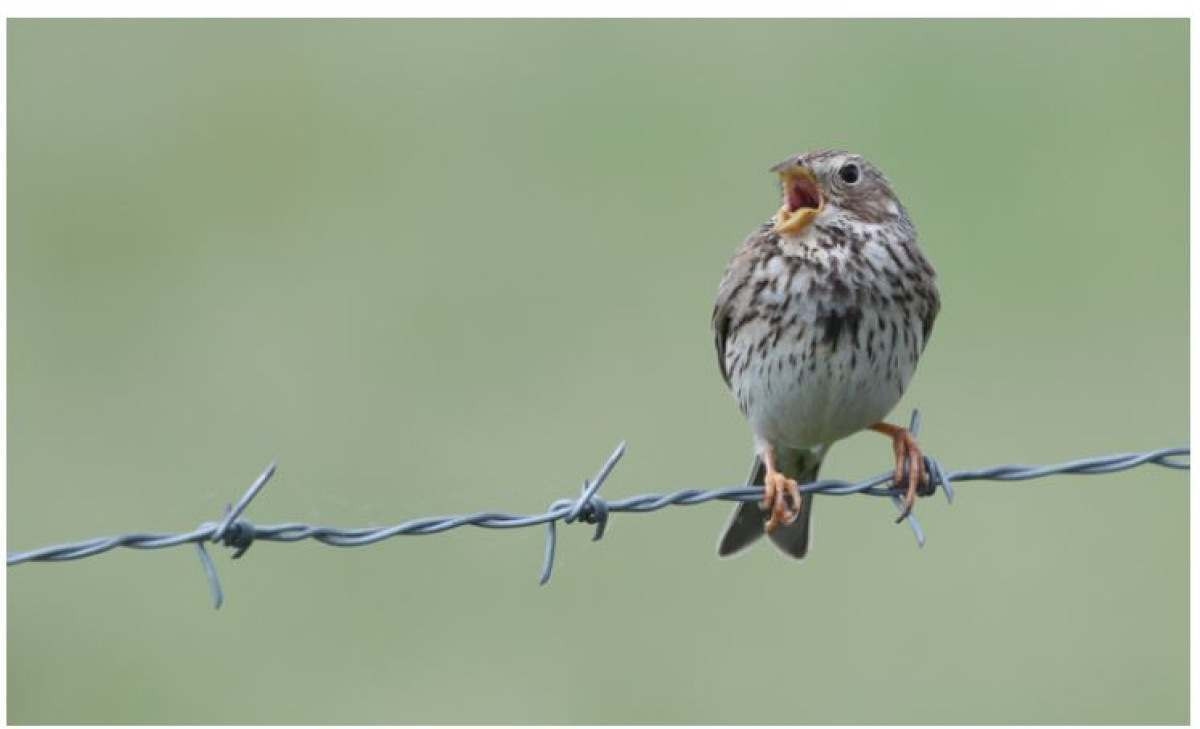 Aves estão diminuindo em todo o mundo; Brasil é segundo na lista