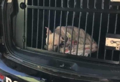 Cachorro foi resgatado em uma casa e receberá atendimento veterinário -  (crédito: PCDF/Divulgação)