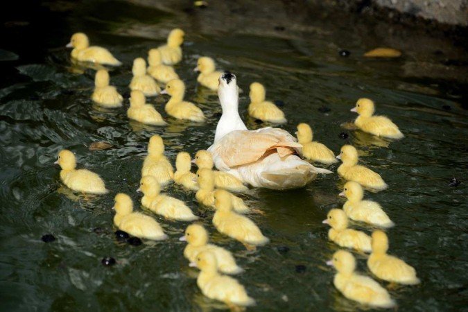  04/05/2022 Crédito: Marcelo Ferreira/CB/D.A Press. Brasil. Brasilia - DF -  Animais de apoio emocional, que auxiliam em tratamentos. Local Escola Fazendinha Interação.