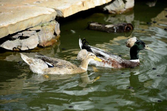  04/05/2022 Crédito: Marcelo Ferreira/CB/D.A Press. Brasil. Brasilia - DF -  Animais de apoio emocional, que auxiliam em tratamentos. Local Escola Fazendinha Interação.