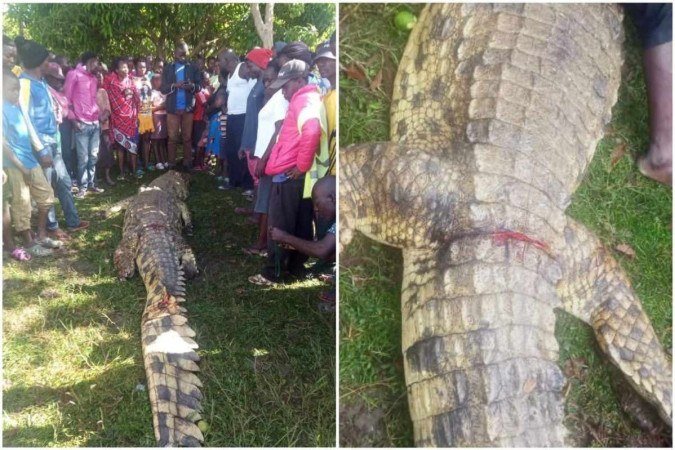 Usando um pedaço de carne de isca, moradores capturaram crocodilo com um gancho. Em seguida, mataram o animal - (crédito: The Standard/Reprodução) Usando um pedaço de carne de isca, moradores capturaram crocodilo com um gancho. Em seguida, mataram o animal - (crédito: The Standard/Reprodução)