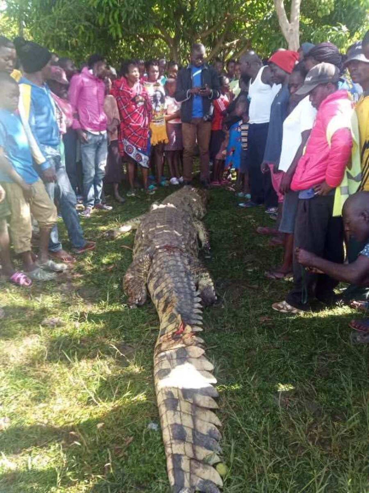 Moradores do Quênia capturaram um crocodilo de 5 metros e mataram ele a machadadas e facadas