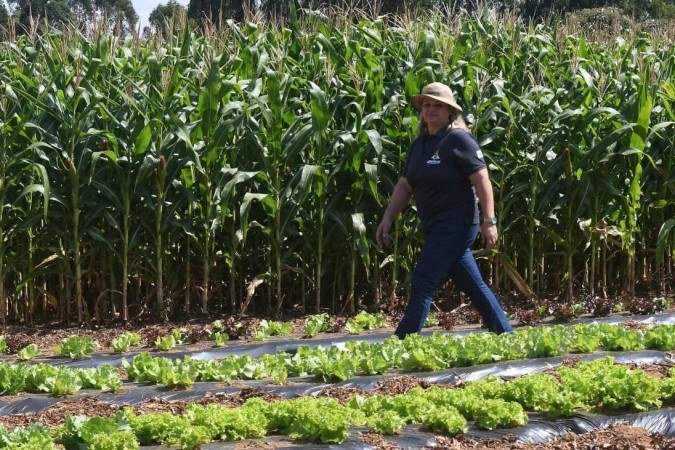 Na foto, Loiselene Trindade, diretora da Emater. Ela caminha sobre plantações em terras agrícolas no Distrito Federal - (crédito: ED ALVES/CB/D.A.Press) Na foto, Loiselene Trindade, diretora da Emater. Ela caminha sobre plantações em terras agrícolas no Distrito Federal - (crédito: ED ALVES/CB/D.A.Press)