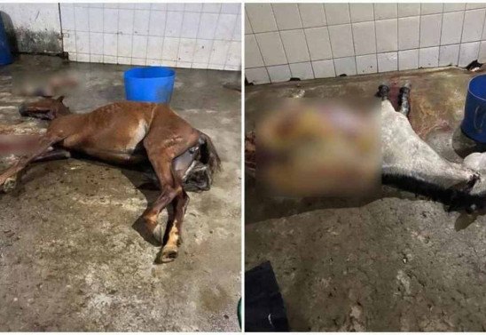 Polícia fecha abatedouro clandestino de cavalos que abastecia