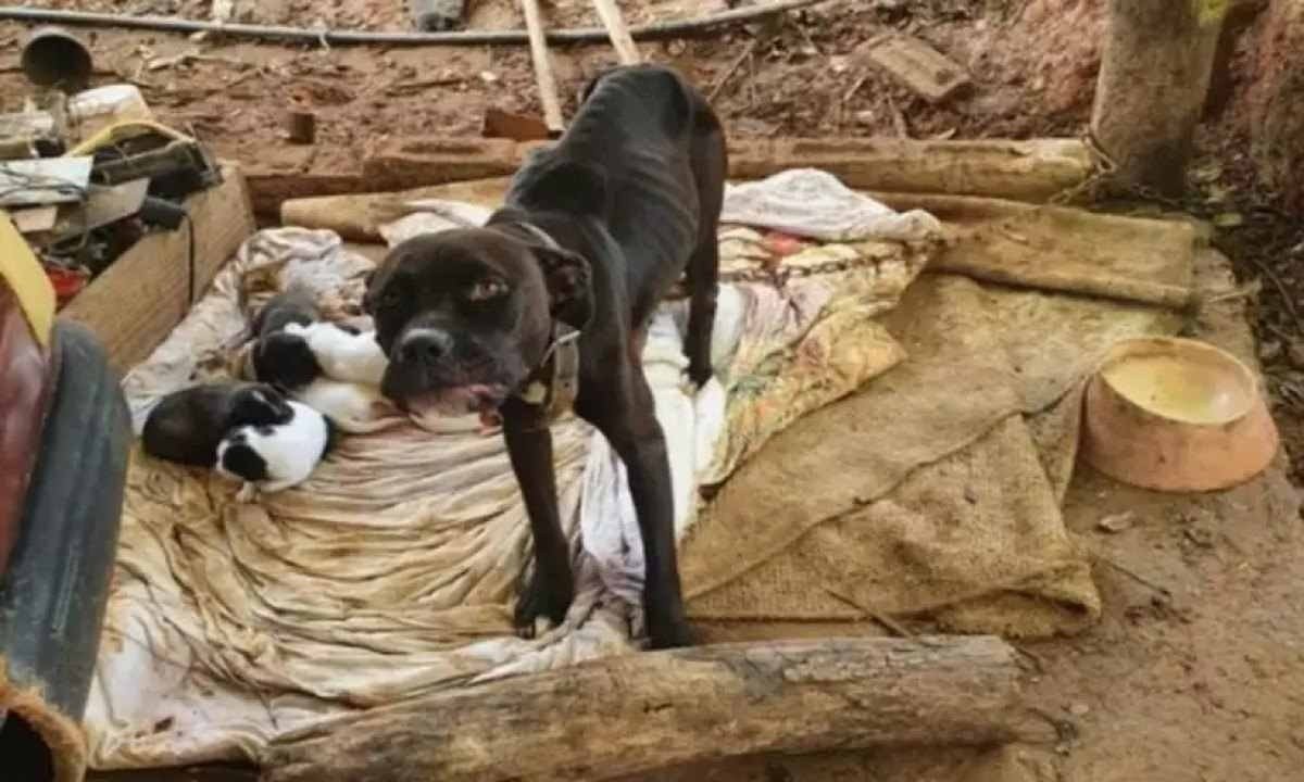 Ossos à mostra: homem é preso suspeito de deixar 13 cães sem comida