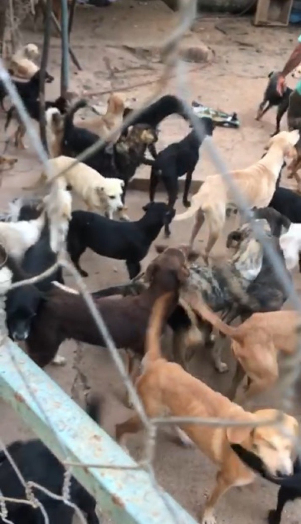 Cães e gatos congelados
