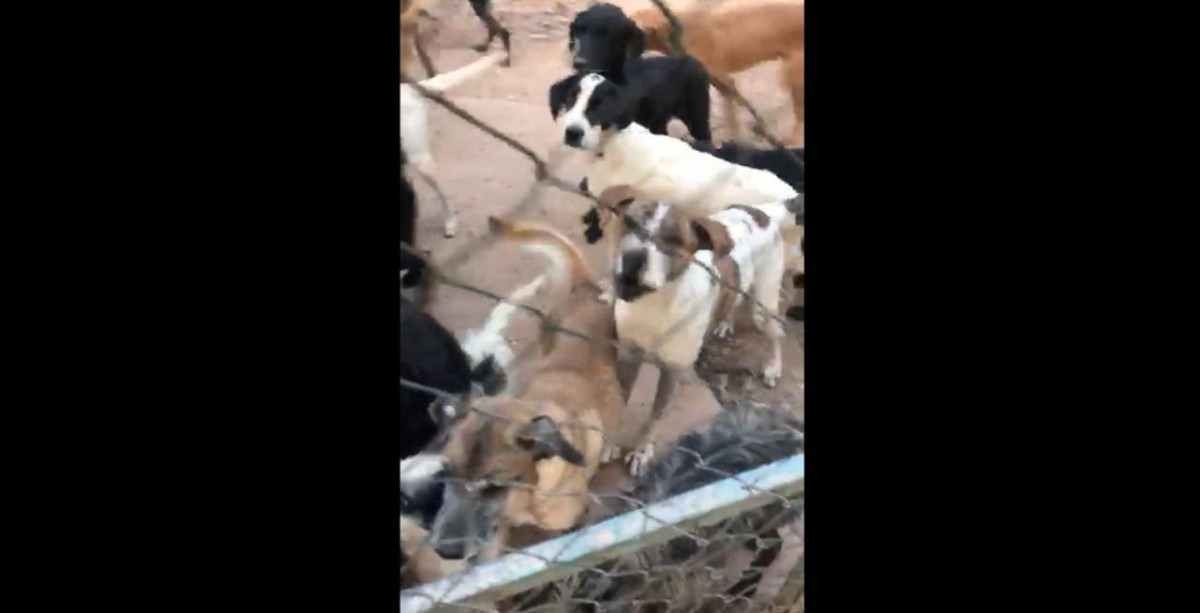 Animais são encontrados mortos em geladeiras e sacos de ração em Brazlândia