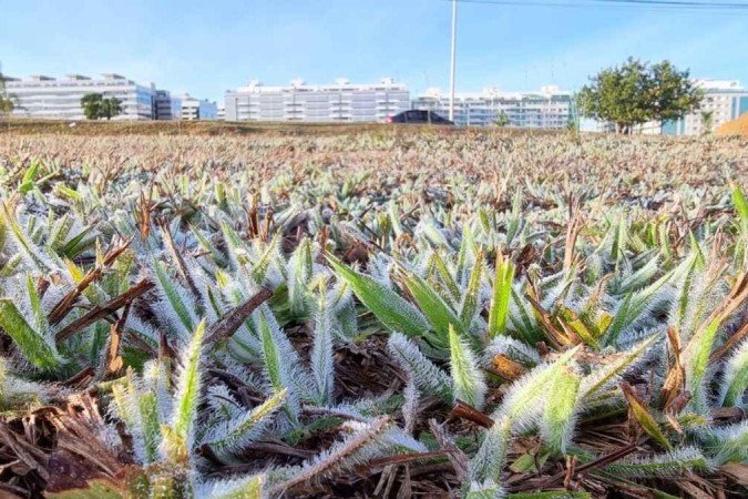 Dia mais frio da história do DF registra 1,4°C. Gramado congelado na Asa Norte. Geada -  (crédito: Henrique Santillo/Divulgação)