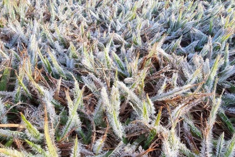 A grama amanheceu ontem coberta por uma fina camada de gelo