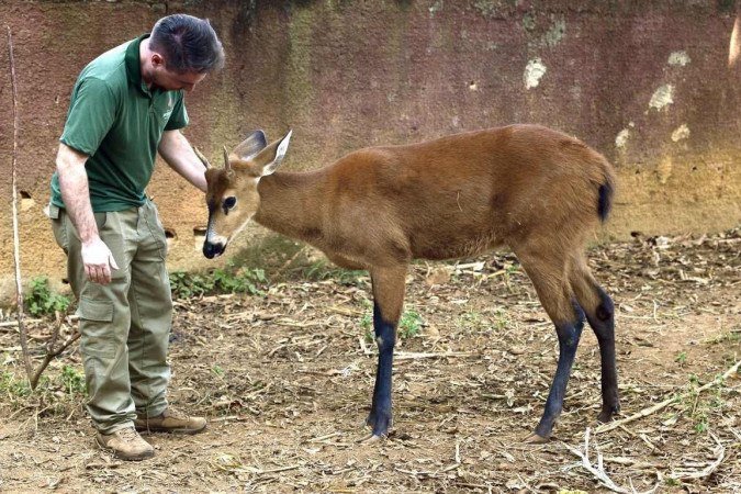 O dócil Dudu, um cervo-do-pantanal, conta com a ajuda de tratadores para cortejar a fêmea Anita e procriar