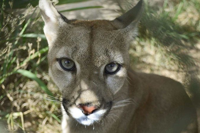 Resgatado do circo, o
elefante-africano Chocolate tem dificuldades de socialização, mas recebe toda atenção no Zoo
