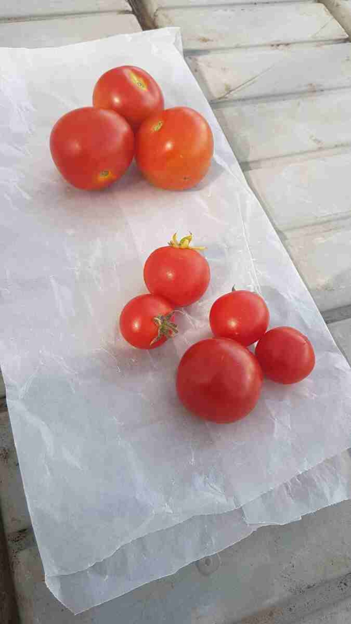 Edição genética torna tomate rico em vitamina D 