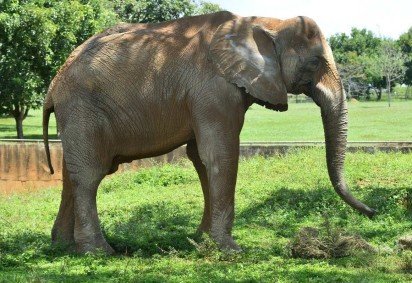  (crédito:  Marcelo Ferreira/CB/D.A Press. Brasil. Brasilia-DF.  Cidades. Zoológico de Brasília como estão os animais que foram resgatados de circo. Elefante Chocolate.)
