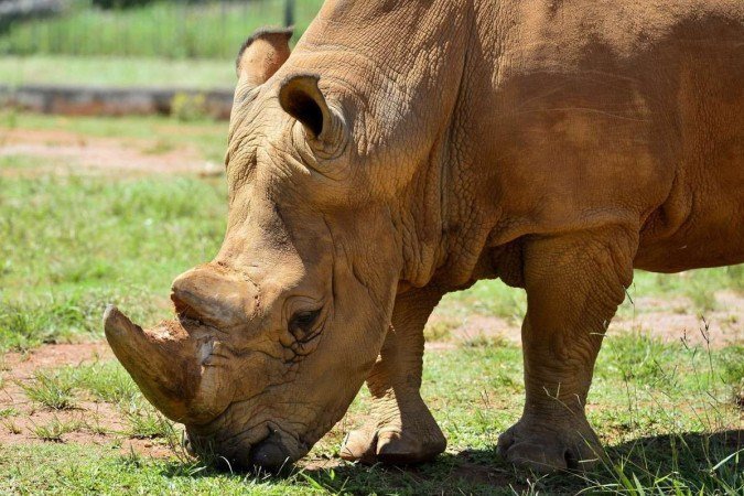 O rinoceronte-branco Thor faz trilhas de cheiro e desfruta de camas de feno e de areia. Preocupação é mantê-lo ativo
