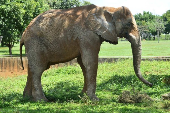 (crédito: Marcelo Ferreira/CB/D.A Press. Brasil. Brasilia-DF. Cidades. Zoológico de Brasília como estão os animais que foram resgatados de circo. Elefante Chocolate.) (crédito: Marcelo Ferreira/CB/D.A Press. Brasil. Brasilia-DF. Cidades. Zoológico de Brasília como estão os animais que foram resgatados de circo. Elefante Chocolate.)