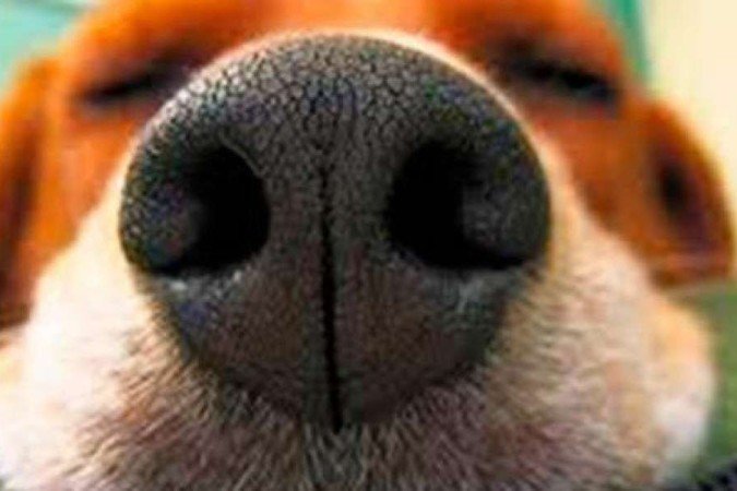 (crédito: Pinterest/Reprodução) (crédito: Pinterest/Reprodução)