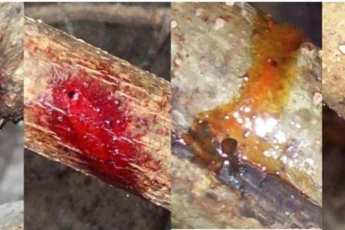 As abelhas melíferas (Apis mellifera) colhem a resina e a misturam com cera, pólen e enzimas para fazer a própolis vermelha, a segunda própolis mais produzida e comercializada no Brasil - (crédito: Jean Carvalho/FAPESP) As abelhas melíferas (Apis mellifera) colhem a resina e a misturam com cera, pólen e enzimas para fazer a própolis vermelha, a segunda própolis mais produzida e comercializada no Brasil - (crédito: Jean Carvalho/FAPESP)
