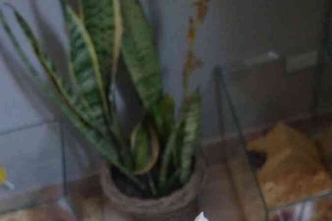  Crédito: Arquivo Pessoal. Revista. 05/06/2022.  Bichos.  Geraldo, hamster do estudante Ryan Castro. 