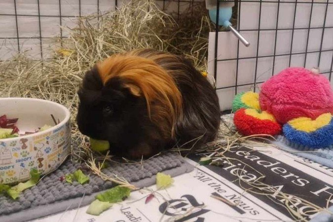  Crédito: Arquivo Pessoal. Revista. 05/06/2022.  Bichos. Porquinho-da-índia Elvis, da tutora Isabela Klin.