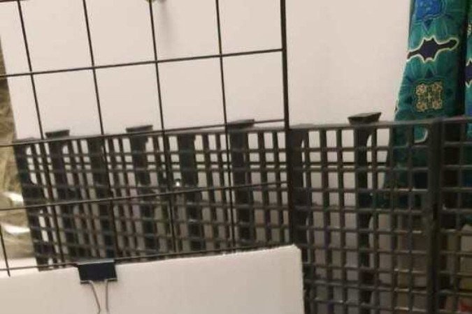  Crédito: Arquivo Pessoal. Revista. 05/06/2022.  Bichos.  Porquinho-da-índia Elvis, da tutora Isabela Klin.