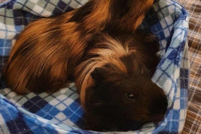  Crédito: Arquivo Pessoal. Revista. 05/06/2022.  Bichos.  Porquinhos-da-índia Elvis e Danny, da tutora Isabela Klin.