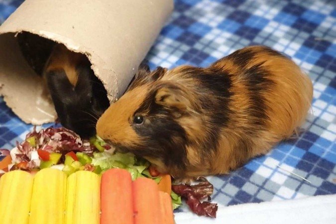  Crédito: Arquivo Pessoal. Revista. 05/06/2022.  Bichos. Porquinhos-da-índia Elvis e Danny, da tutora Isabela Klin, se alimentando. 