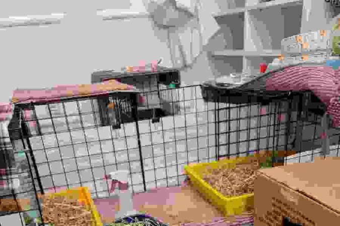  Os porquinhos-da-índia Elvis e Pepê em seu recinto: espaço controlado