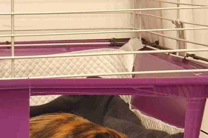  Crédito: Arquivo Pessoal. Revista. 05/06/2022.  Bichos. Porquinho-da-índia Danny, da tutora Isabela Klin. 