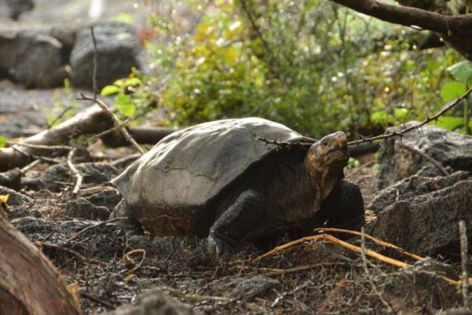 Conheça a espécie que ganhou fama após pesquisadores descobrirem a