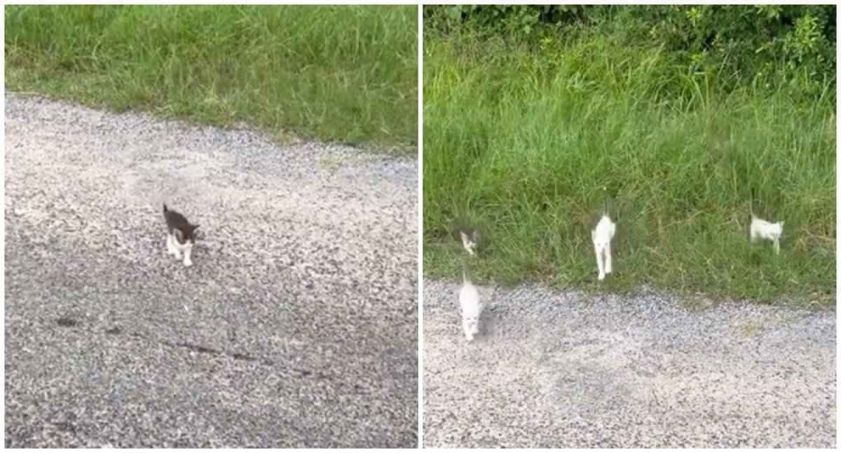 Família resgata gato bebé preso num cano nos EUA: Acho que temos que ficar  com ele - SIC Notícias