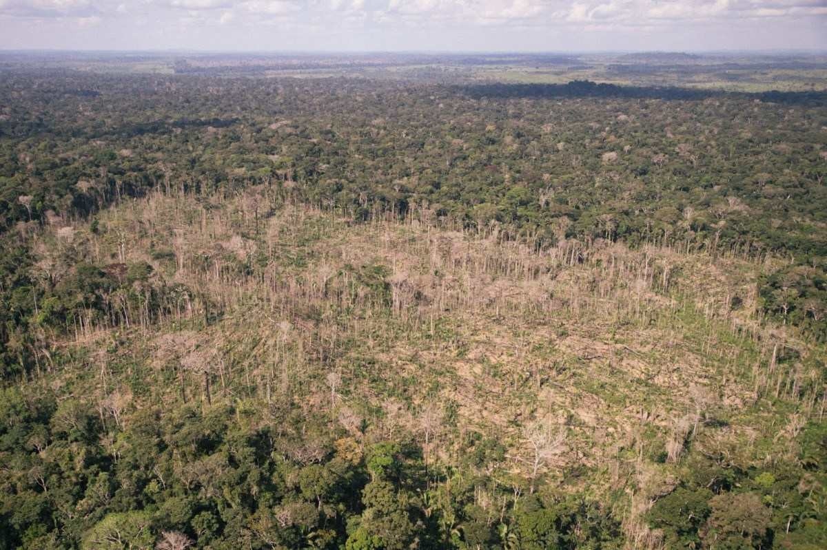 Desmatamento na Amazônia aumenta quase 13%, alerta Greenpeace